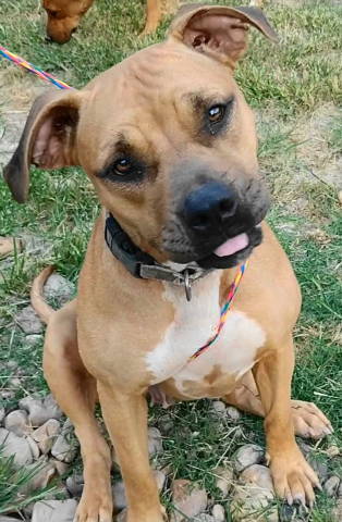 Reya, an adoptable Terrier in Frankston, TX, 75763 | Photo Image 2