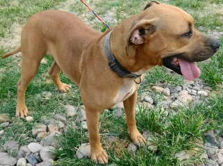 Reya, an adoptable Terrier in Frankston, TX, 75763 | Photo Image 3