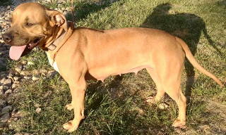 Reya, an adoptable Terrier in Frankston, TX, 75763 | Photo Image 4