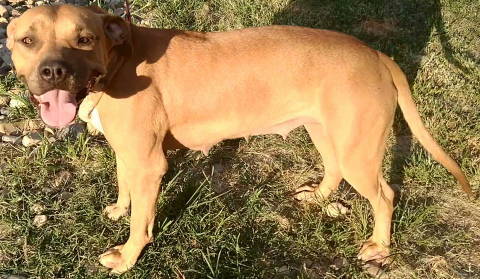 Reya, an adoptable Terrier in Frankston, TX, 75763 | Photo Image 5