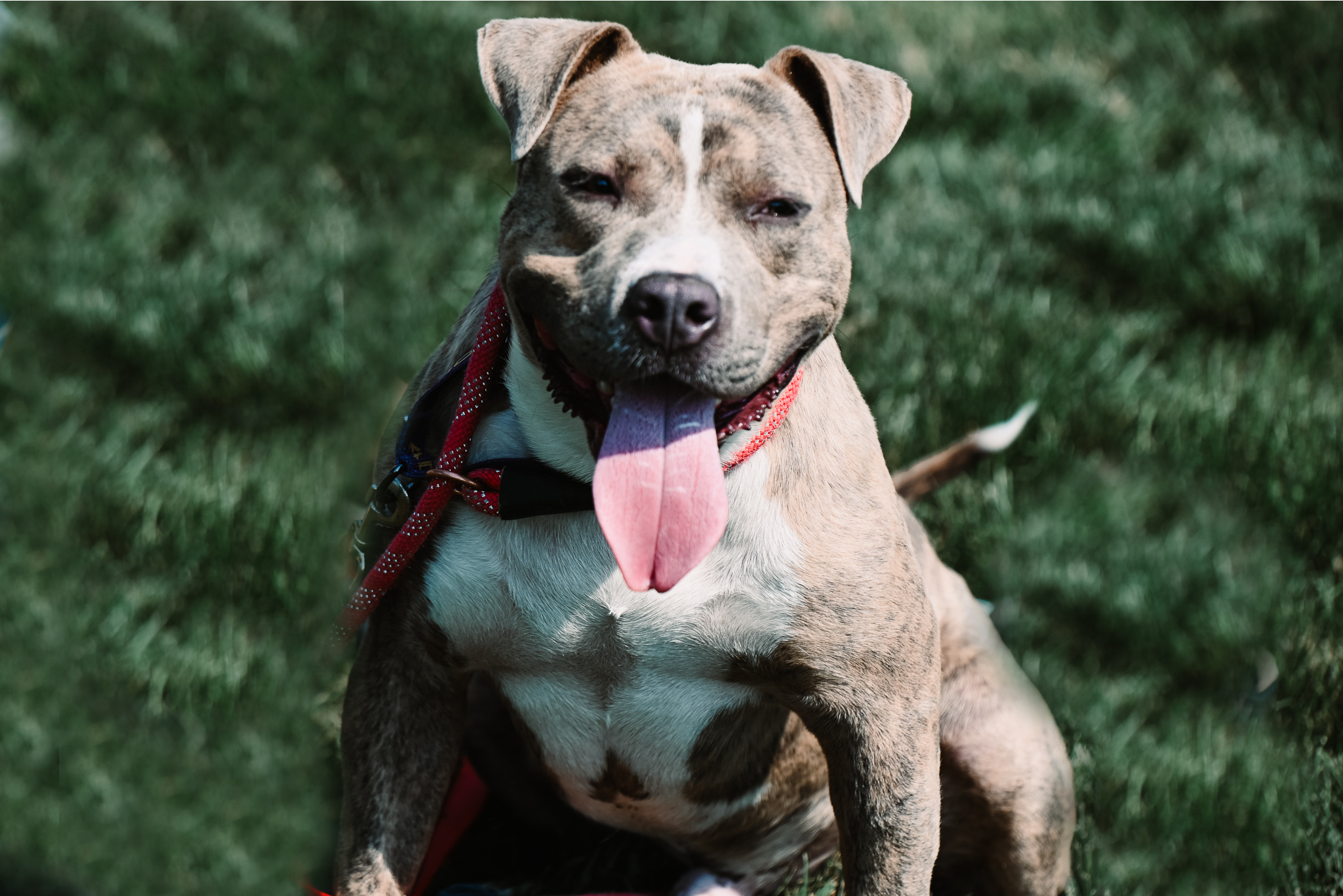 Greyson, an adoptable Pit Bull Terrier in Pueblo, CO, 81001 | Photo Image 2