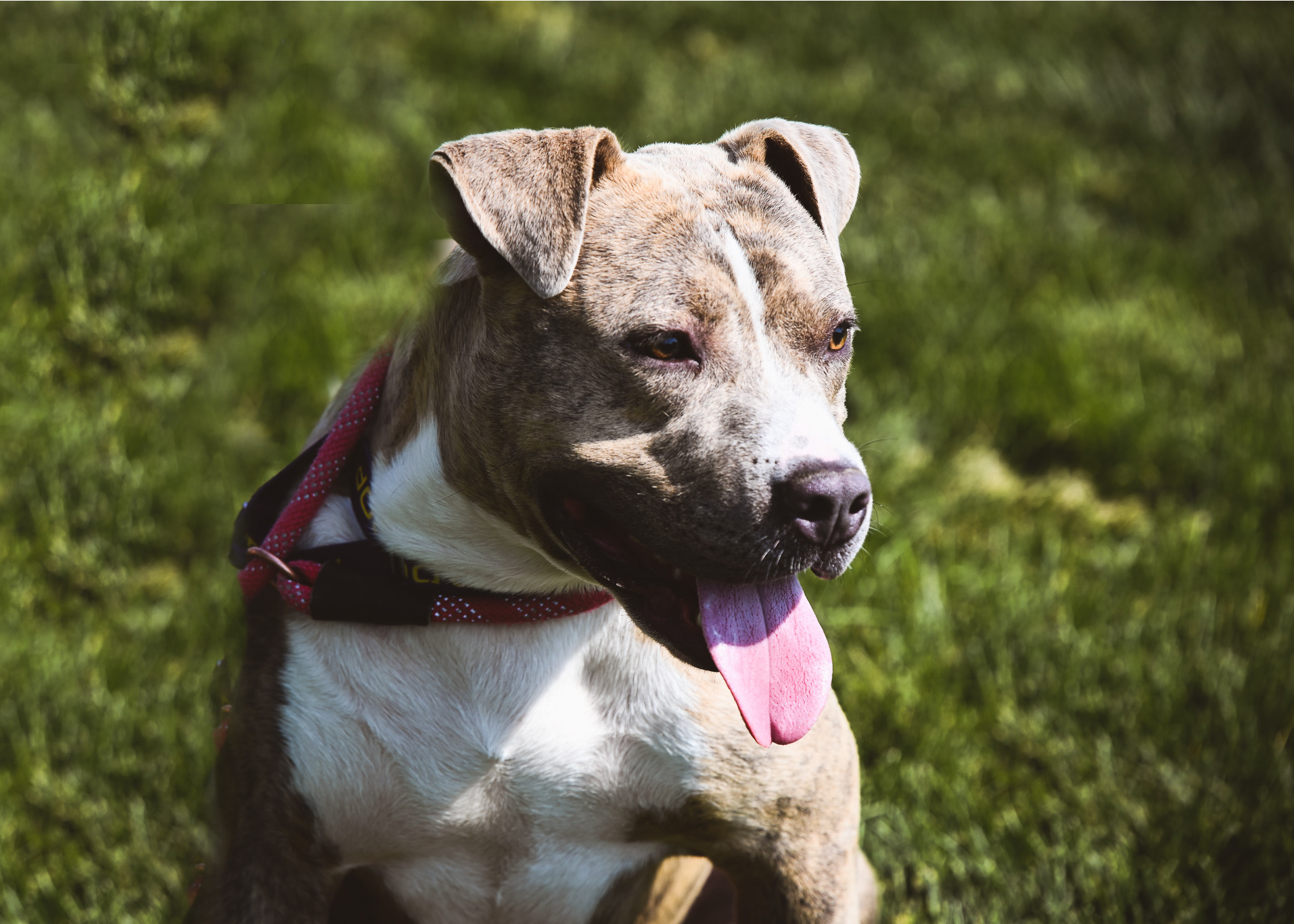 Greyson, an adoptable Pit Bull Terrier in Pueblo, CO, 81001 | Photo Image 3