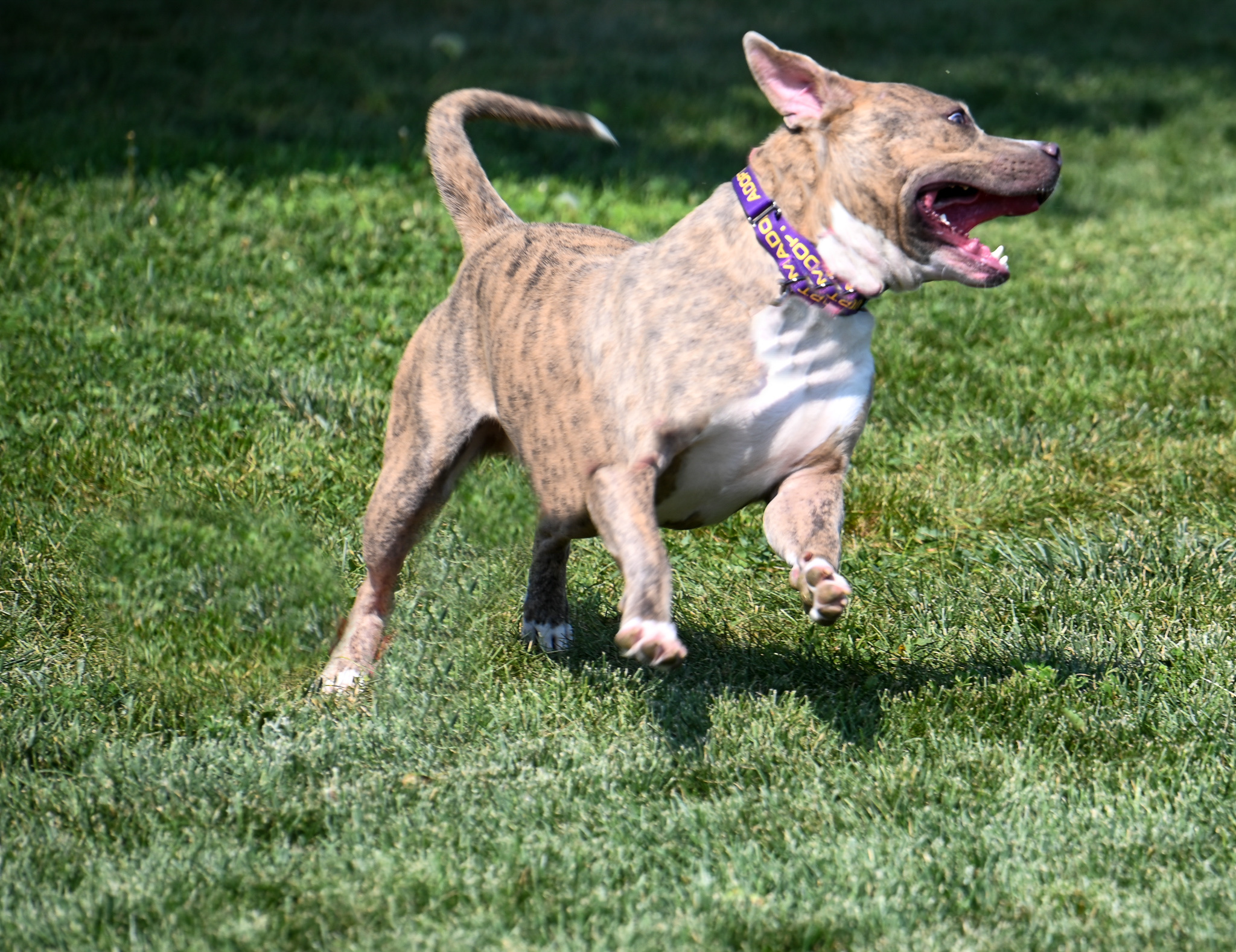 Greyson, an adoptable Pit Bull Terrier in Pueblo, CO, 81001 | Photo Image 4