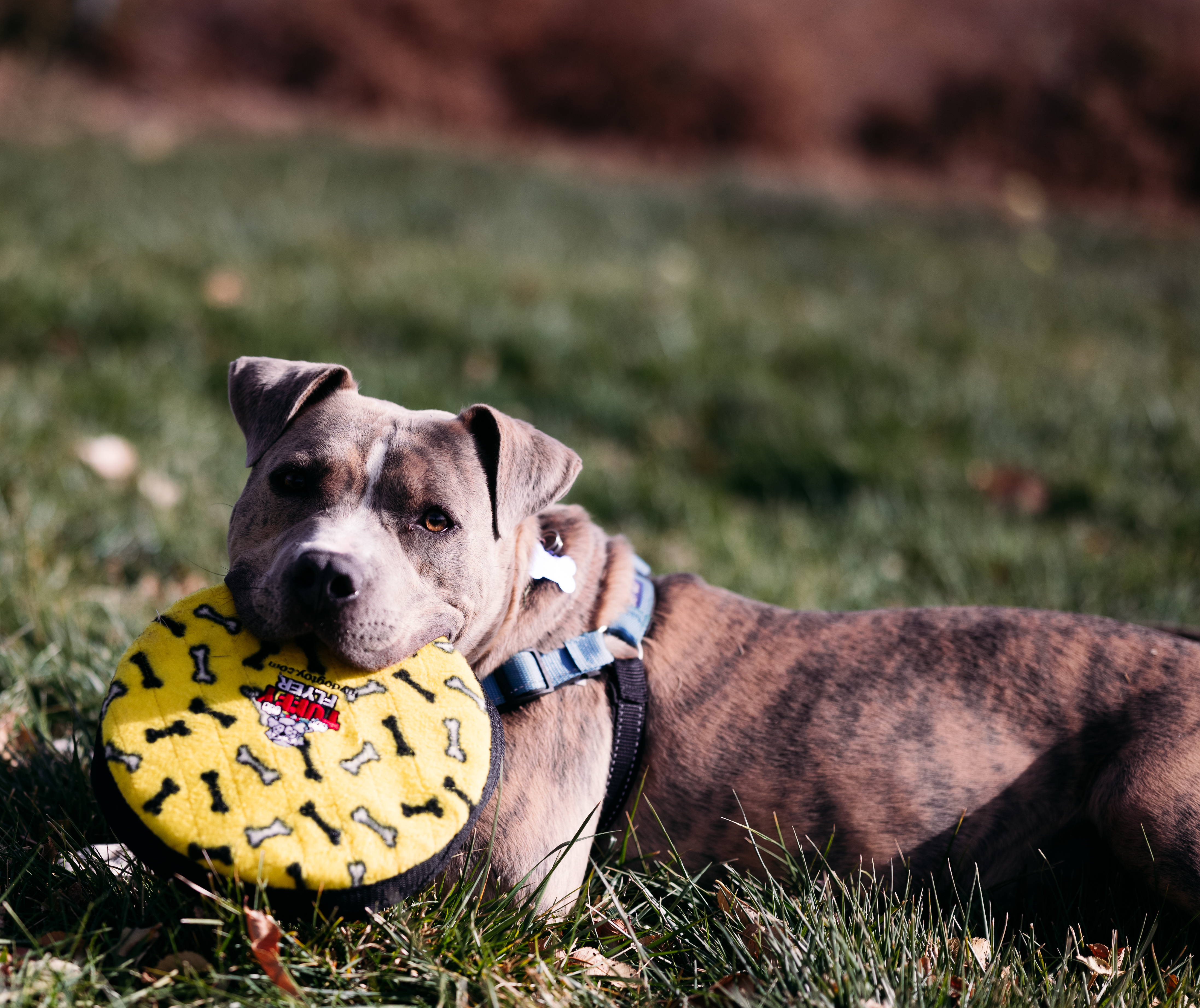 Greyson, an adoptable Pit Bull Terrier in Pueblo, CO, 81001 | Photo Image 5