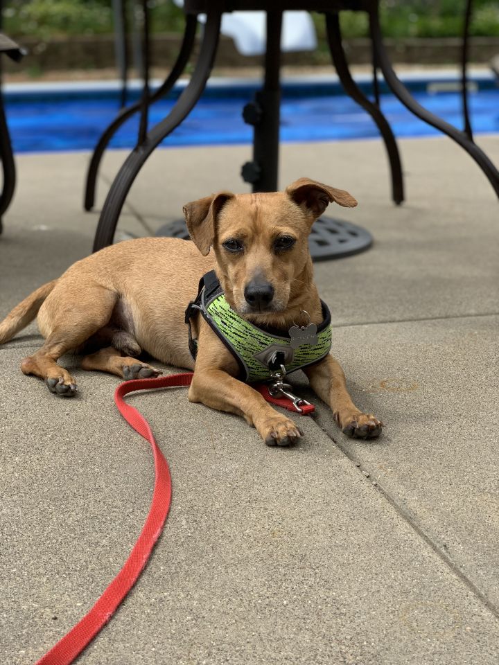 Romeo, an adopted Dachshund Mix in Minneapolis, MN_image-2