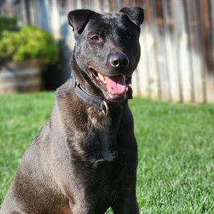 PERSONALITY moderate energy has completed board  train would like a quieter home BREED Lab mix 