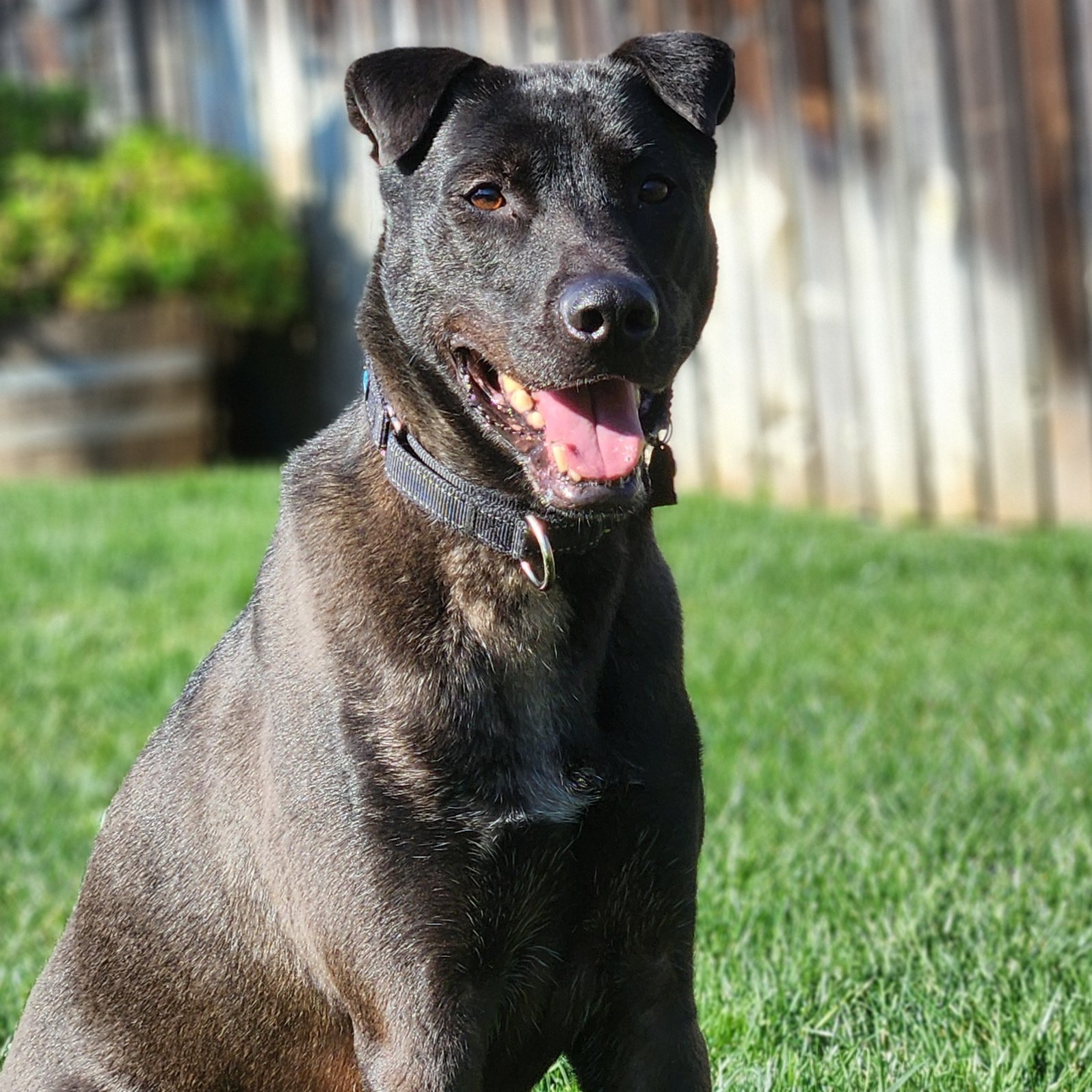 Larry, an adoptable Labrador Retriever, Shar-Pei in Sunnyvale, CA, 94085 | Photo Image 1