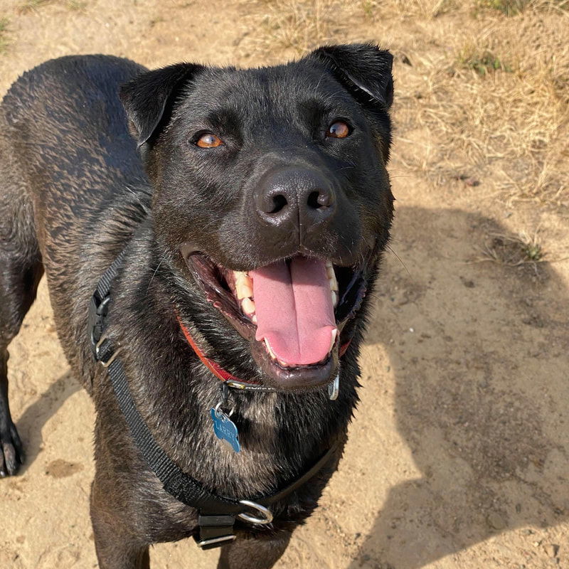 Larry, an adoptable Labrador Retriever, Shar-Pei in Sunnyvale, CA, 94085 | Photo Image 2