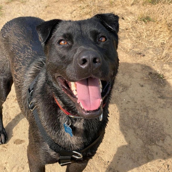 Labrador retriever store shar pei mix