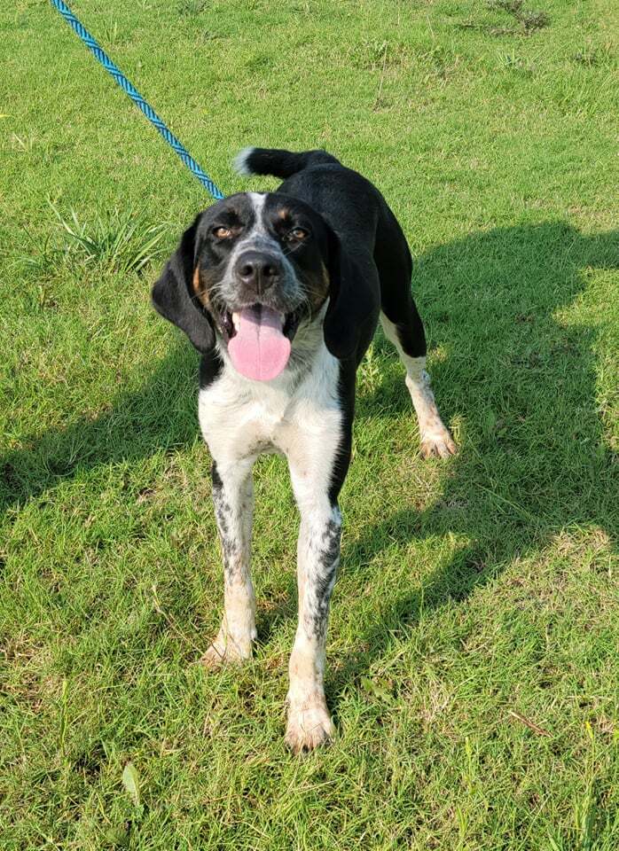 McGraw, an adopted Treeing Walker Coonhound in Newcastle, OK_image-1