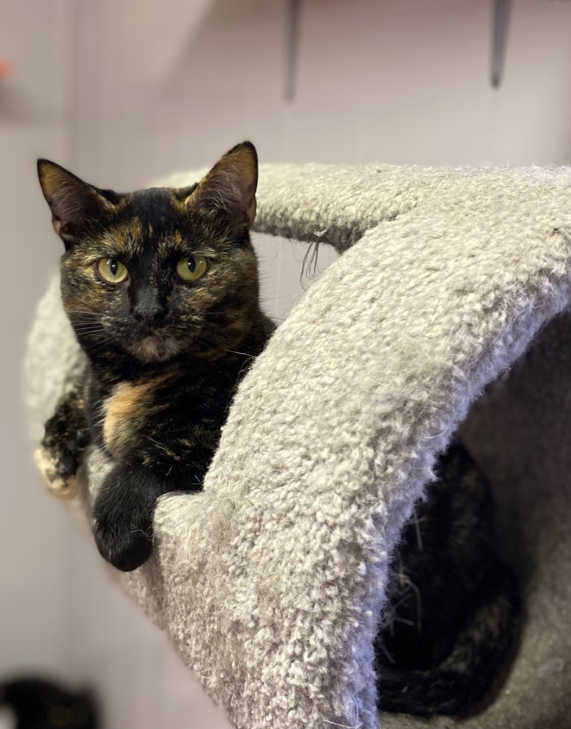 Ruby, an adoptable Domestic Short Hair in Portland, IN, 47371 | Photo Image 1