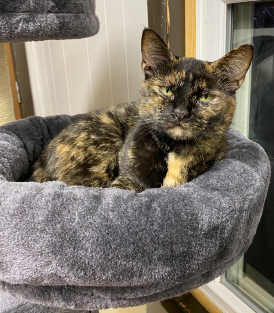 Ruby, an adoptable Domestic Short Hair in Portland, IN, 47371 | Photo Image 1