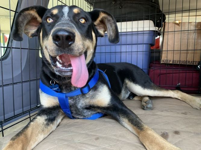 Dog for adoption - Pecos, a Bluetick Coonhound & Rottweiler Mix in New ...