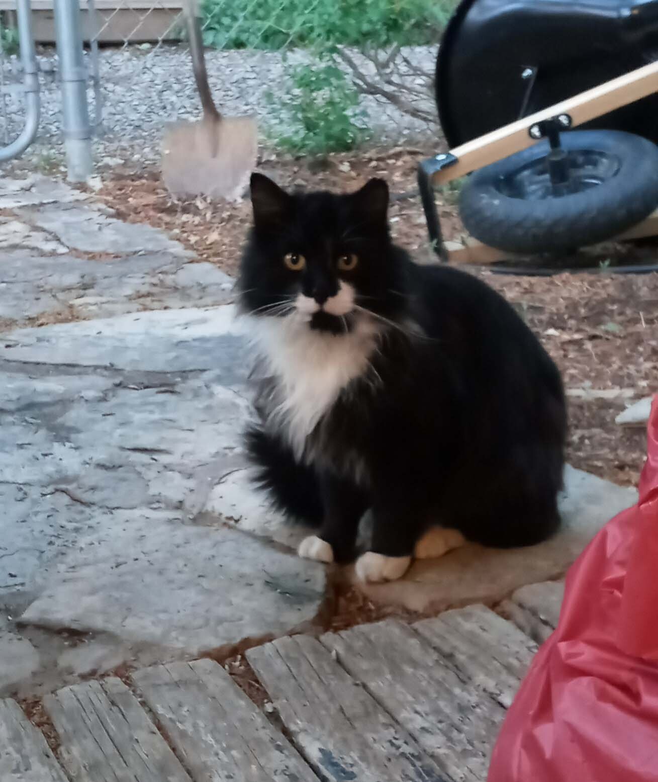 MUSTACHE, an adoptable Tuxedo, Domestic Long Hair in Paonia, CO, 81428 | Photo Image 1