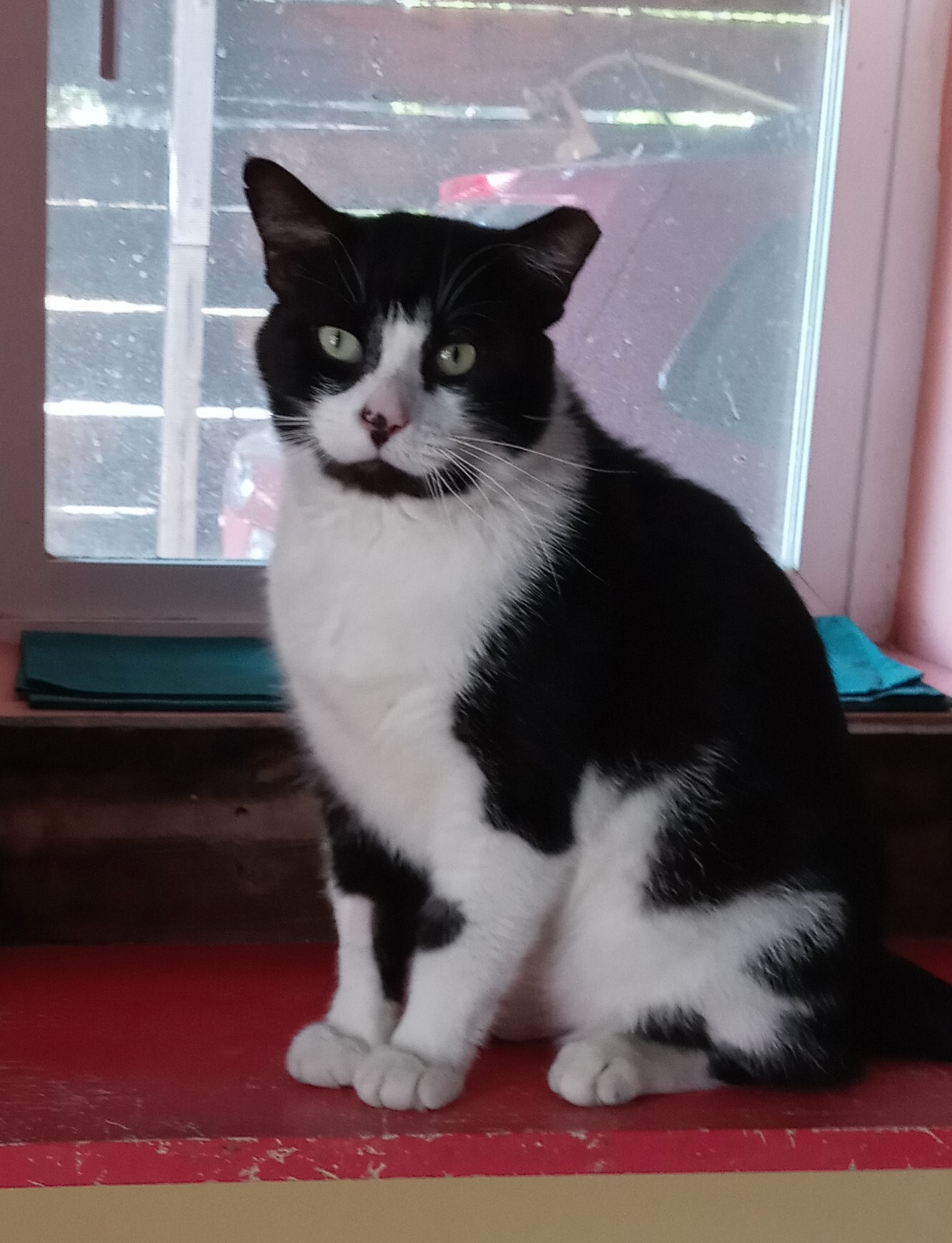 MAXIMILLION AKA MAXIE, an adoptable Tuxedo, Domestic Long Hair in Paonia, CO, 81428 | Photo Image 1