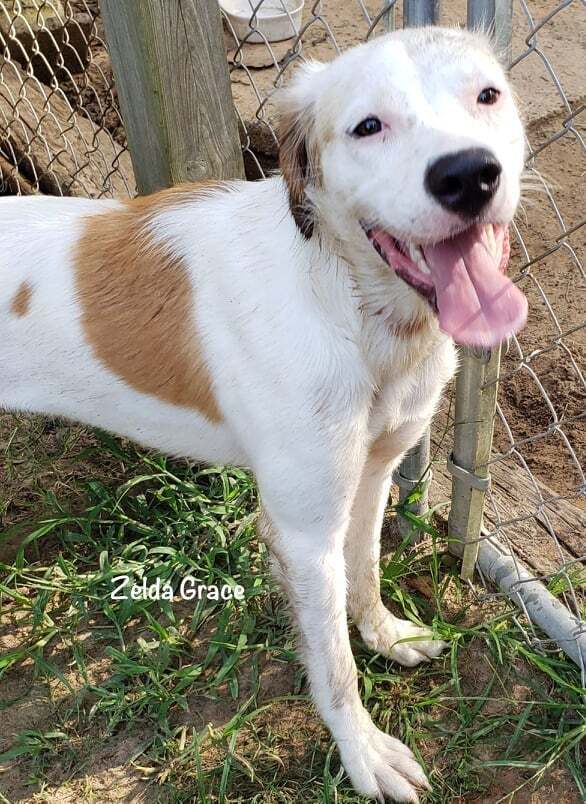Zelda Grace (20210719-01), an adoptable Great Pyrenees, Spaniel in Niagara Falls, ON, L2E 5J4 | Photo Image 4