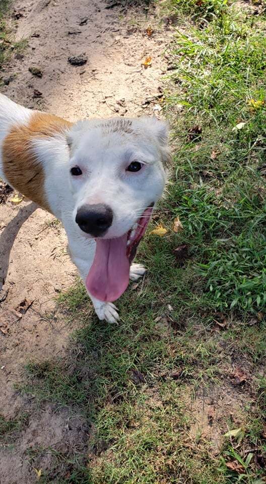 Zelda Grace (20210719-01), an adoptable Great Pyrenees, Spaniel in Niagara Falls, ON, L2E 5J4 | Photo Image 5