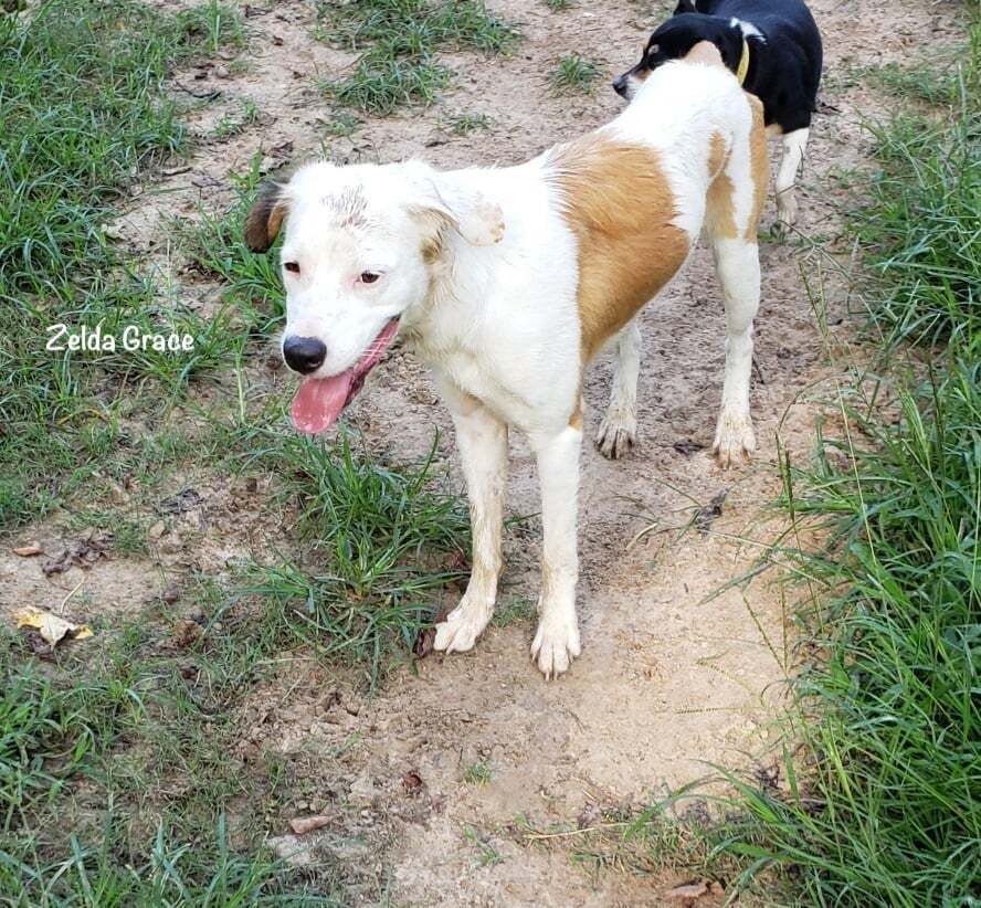 Zelda Grace (20210719-01), an adoptable Great Pyrenees, Spaniel in Niagara Falls, ON, L2E 5J4 | Photo Image 6