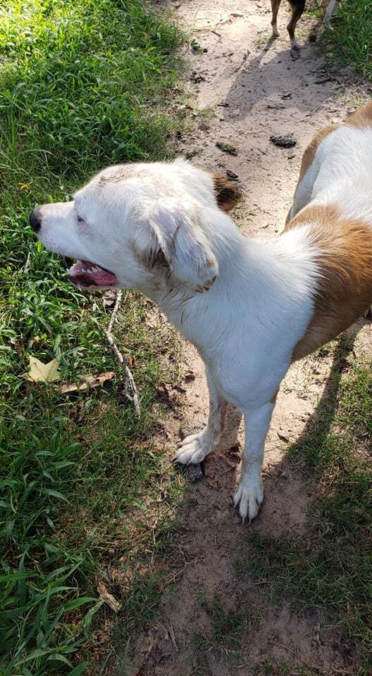Zelda Grace (20210719-01), an adoptable Great Pyrenees, Spaniel in Niagara Falls, ON, L2E 5J4 | Photo Image 7