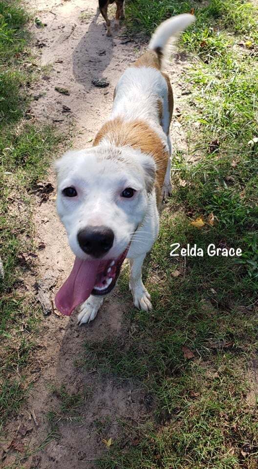 Zelda Grace (20210719-01), an adoptable Great Pyrenees, Spaniel in Niagara Falls, ON, L2E 5J4 | Photo Image 8