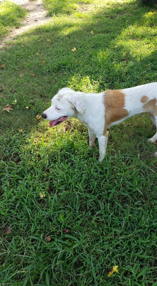 Zelda Grace (20210719-01), an adoptable Great Pyrenees, Spaniel in Niagara Falls, ON, L2E 5J4 | Photo Image 9