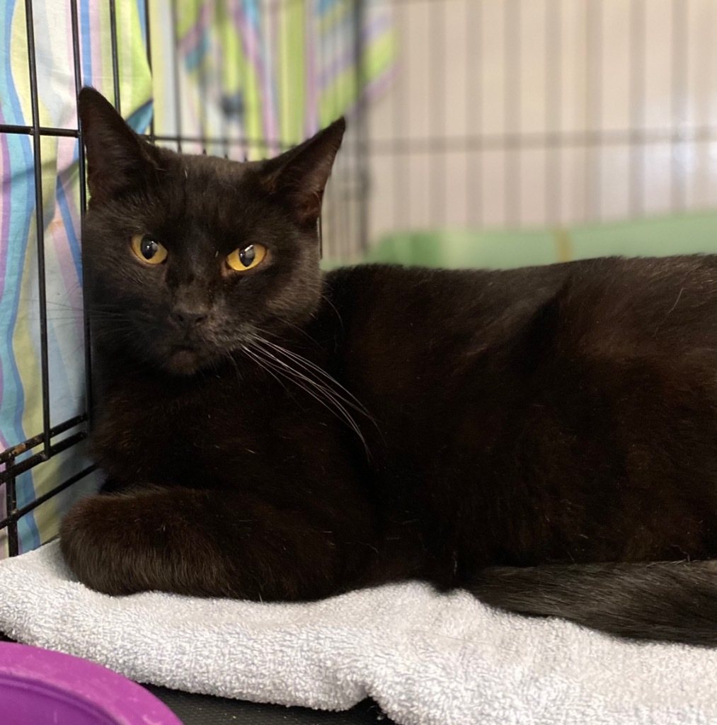 Secret, an adoptable Domestic Short Hair in Portland, IN, 47371 | Photo Image 1