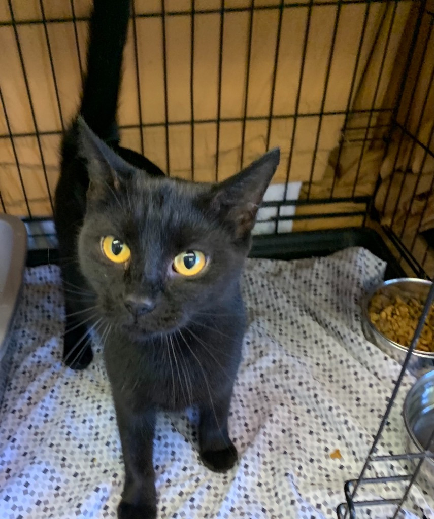 Secret, an adoptable Domestic Short Hair in Portland, IN, 47371 | Photo Image 3
