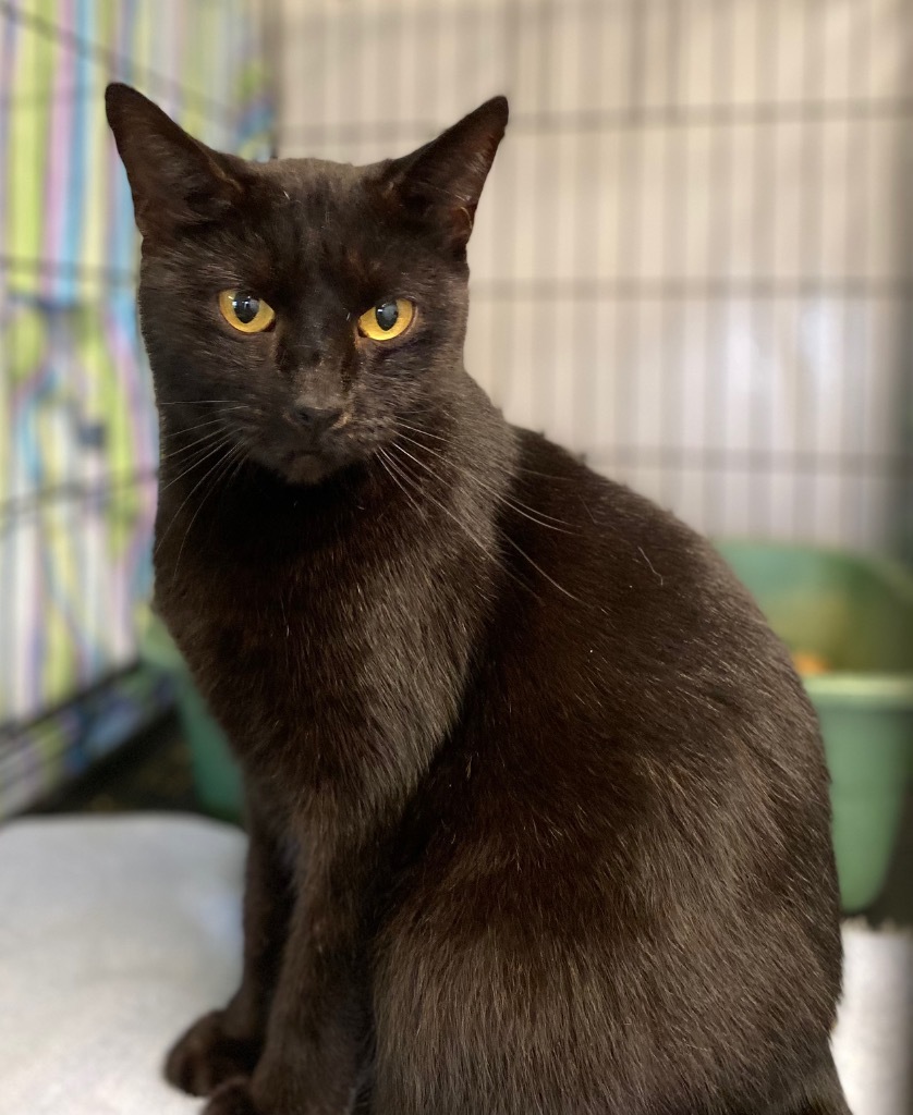 Secret, an adoptable Domestic Short Hair in Portland, IN, 47371 | Photo Image 4