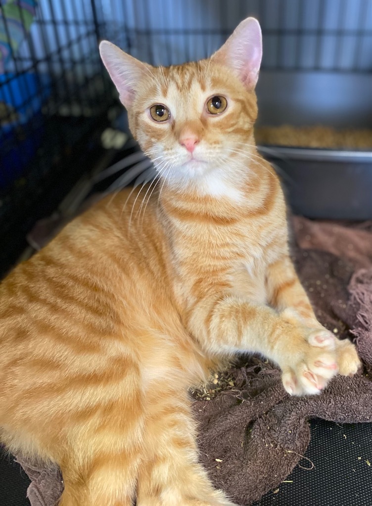 Tang, an adoptable Domestic Short Hair in Portland, IN, 47371 | Photo Image 1