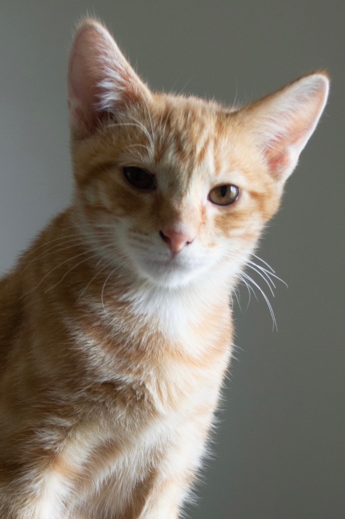 Tang, an adoptable Domestic Short Hair in Portland, IN, 47371 | Photo Image 2
