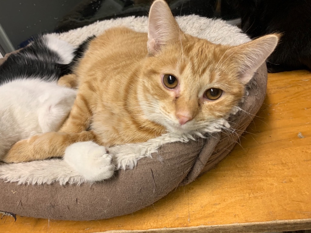 Tang, an adoptable Domestic Short Hair in Portland, IN, 47371 | Photo Image 3