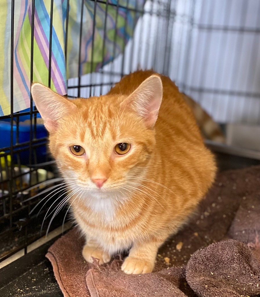 Tang, an adoptable Domestic Short Hair in Portland, IN, 47371 | Photo Image 4