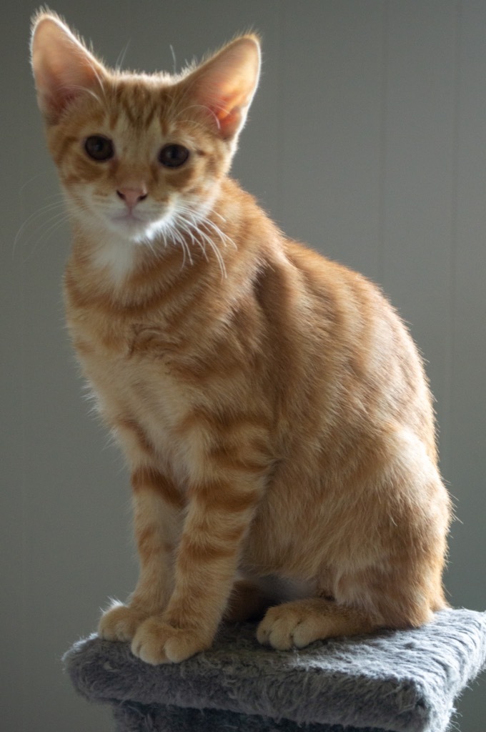 Tang, an adoptable Domestic Short Hair in Portland, IN, 47371 | Photo Image 6