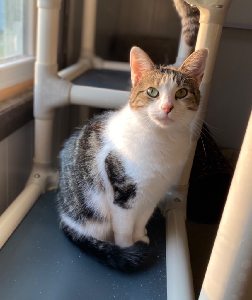 Sunshine, an adoptable Domestic Short Hair in Portland, IN, 47371 | Photo Image 1