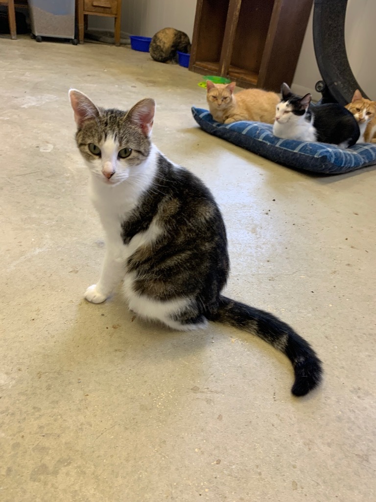 Sunshine, an adoptable Domestic Short Hair in Portland, IN, 47371 | Photo Image 2