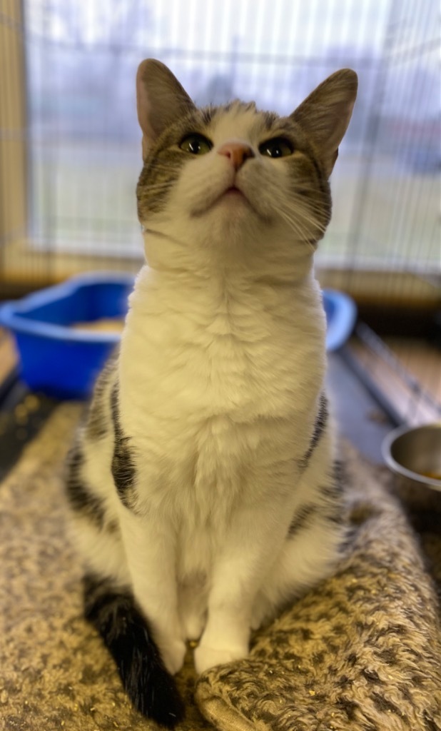 Sunshine, an adoptable Domestic Short Hair in Portland, IN, 47371 | Photo Image 3