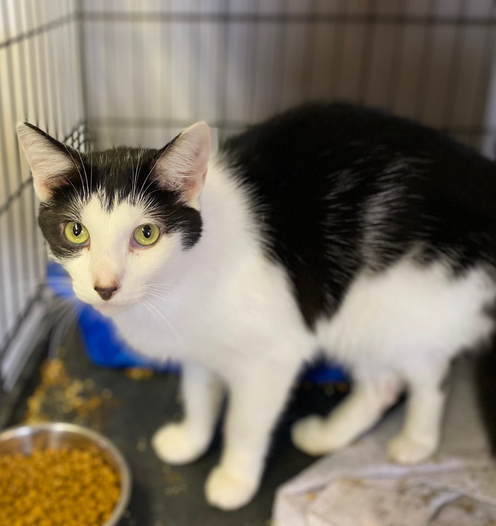 Root Beer, an adoptable Domestic Short Hair in Portland, IN, 47371 | Photo Image 1