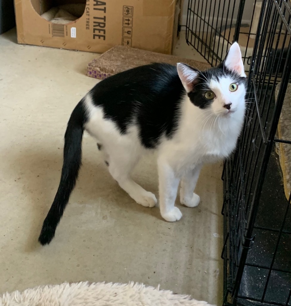 Root Beer, an adoptable Domestic Short Hair in Portland, IN, 47371 | Photo Image 2