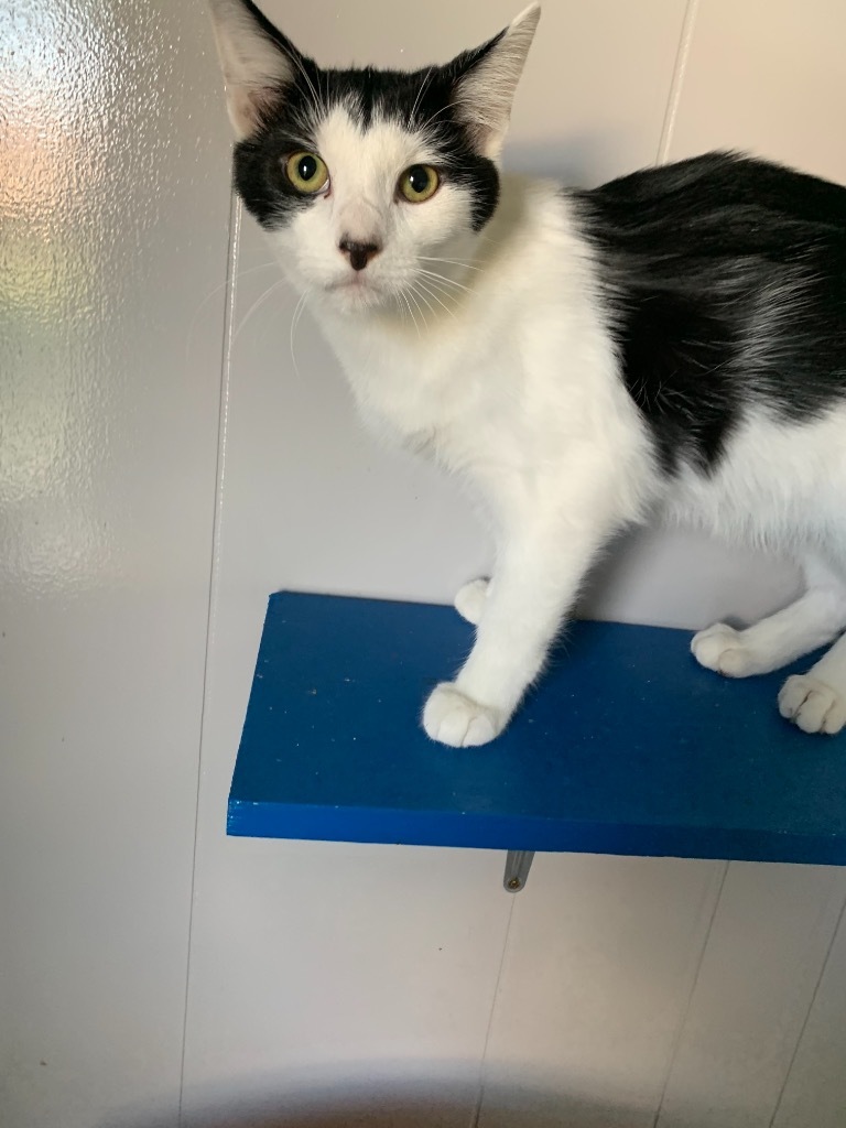 Root Beer, an adoptable Domestic Short Hair in Portland, IN, 47371 | Photo Image 3