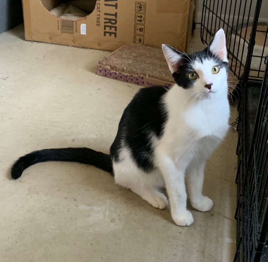 Root Beer, an adoptable Domestic Short Hair in Portland, IN, 47371 | Photo Image 4