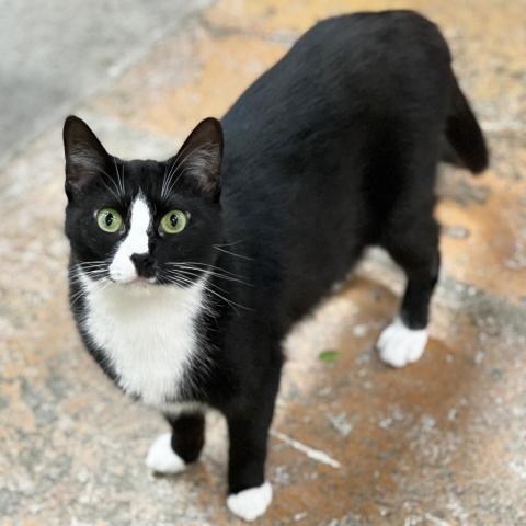 Mama Lioness, an adoptable Domestic Short Hair in Mount Juliet, TN, 37122 | Photo Image 1