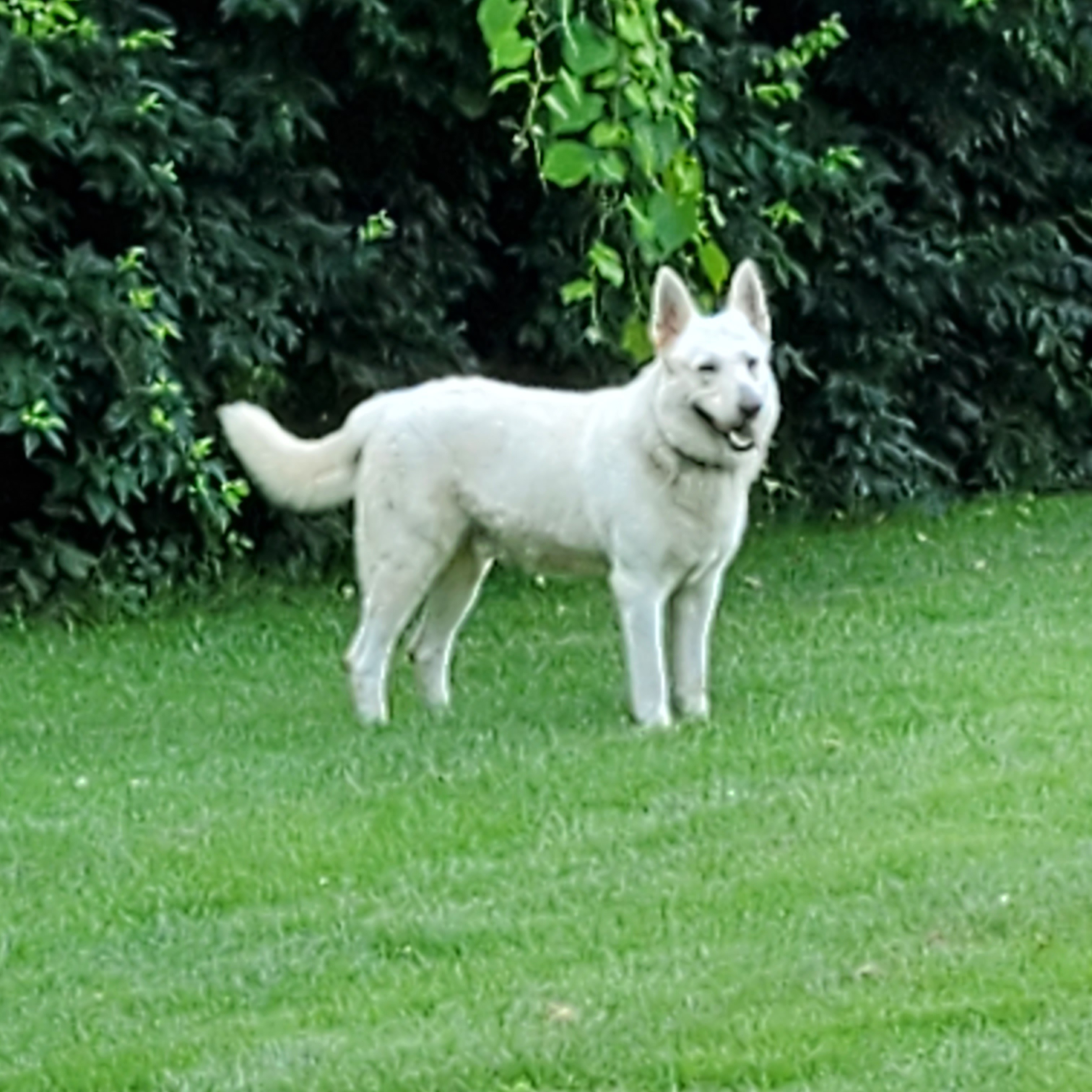Elijah Chariot, an adoptable German Shepherd Dog in Louisville, KY, 40224 | Photo Image 3