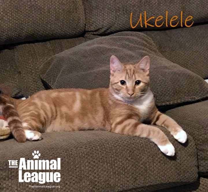Ukelele, an adoptable Domestic Short Hair Mix in Clermont, FL_image-1