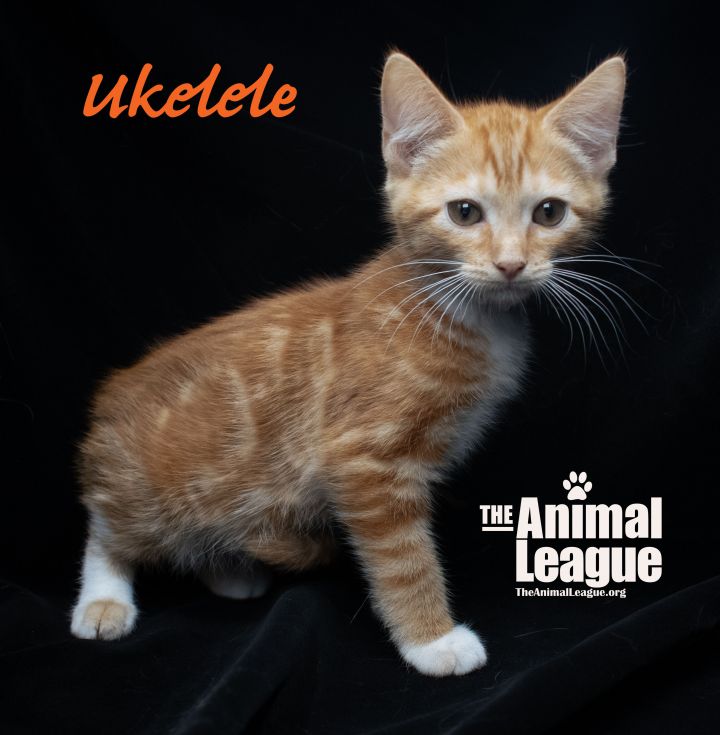Ukelele, an adopted Domestic Short Hair Mix in Clermont, FL_image-2
