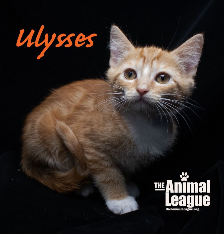 Ulysses 2