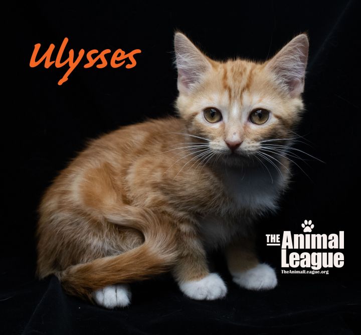 Ulysses 3
