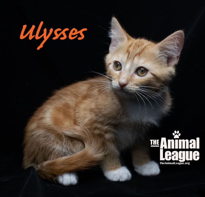 Ulysses 4
