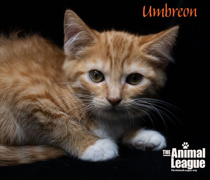 Umbreon, an adopted Domestic Short Hair Mix in Clermont, FL_image-1