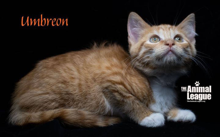 Umbreon, an adopted Domestic Short Hair Mix in Clermont, FL_image-3