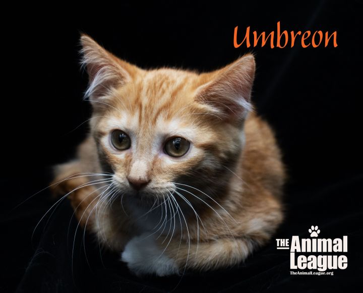 Umbreon, an adopted Domestic Short Hair Mix in Clermont, FL_image-4
